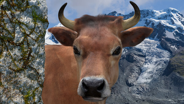 3D Charakter: Cow-Animation | Modelling, Texturierung | Rigging, Morpherstellung | Hairsetup | Beleuchtung & Rendering