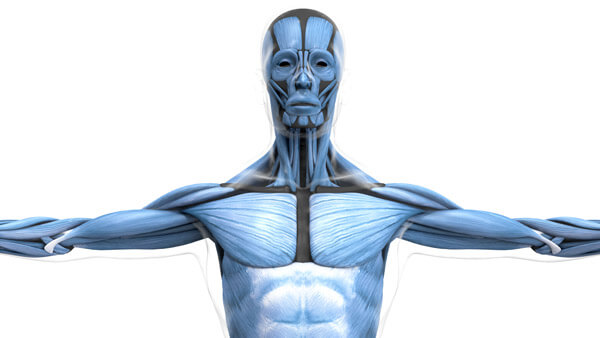Infografik: Anatomic Muscular-System| Modelling, Texturierung, Beleuchtung & Rendering | Auftraggeber:  INFOGRAFIK PRO GmbH